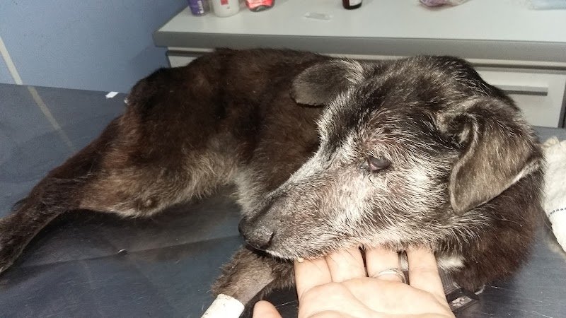 Del Campo VETERINARIA
