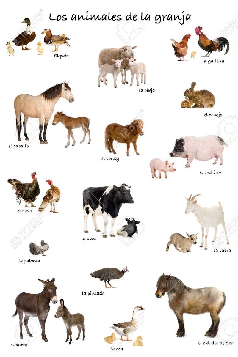 INMED DIVISION VETERINARIA (VENTA DE EQUIPAMIENTO EN DIAGNOSTICO DE IMAGEN)