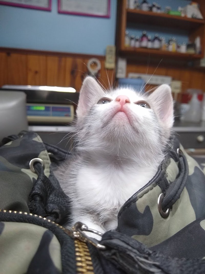 Veterinaria Dr. Paludi