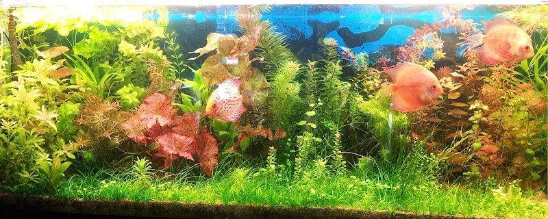 Aquaplant Lara