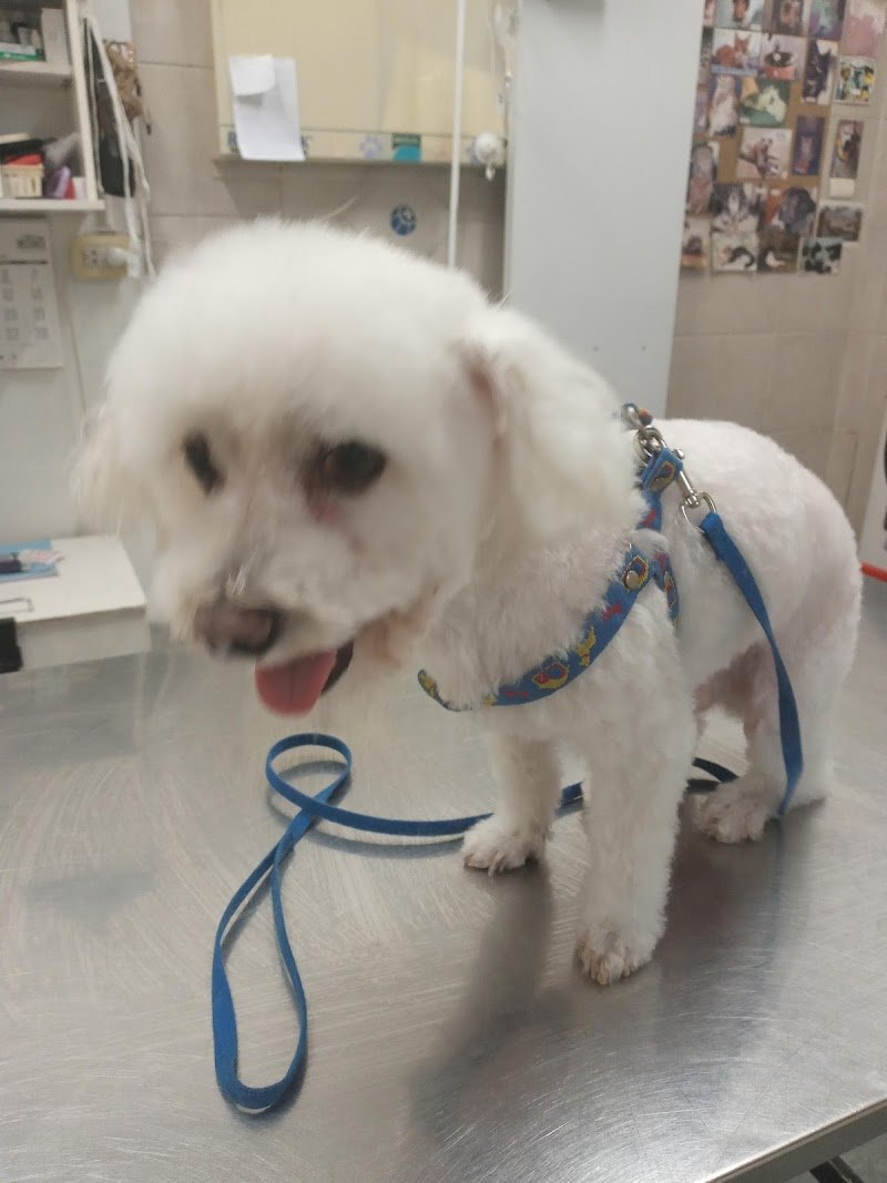 Veterinaria - La Quinta pata