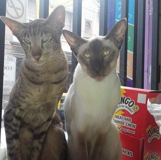 Veterinaria Mels