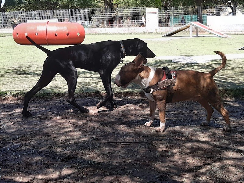 Canil - Parque Centenario