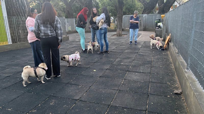 Canil Plaza Castelli
