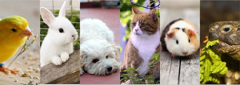 Veterinaria San Benito