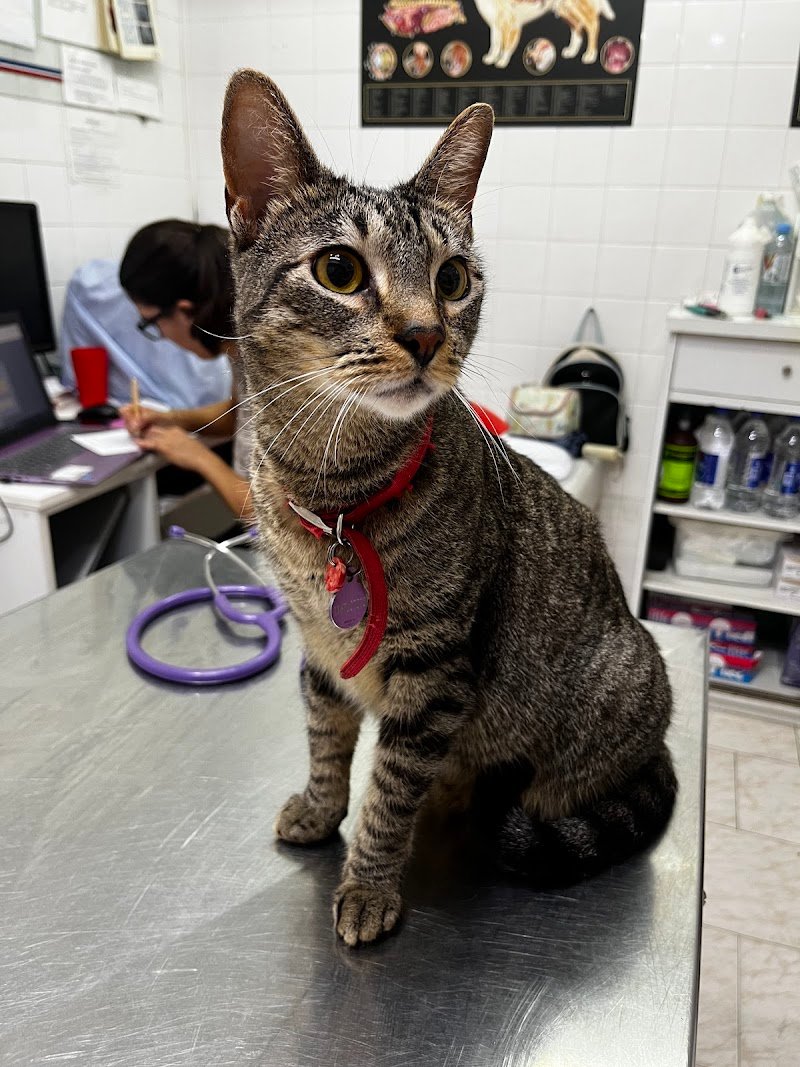 Veterinaria Paul