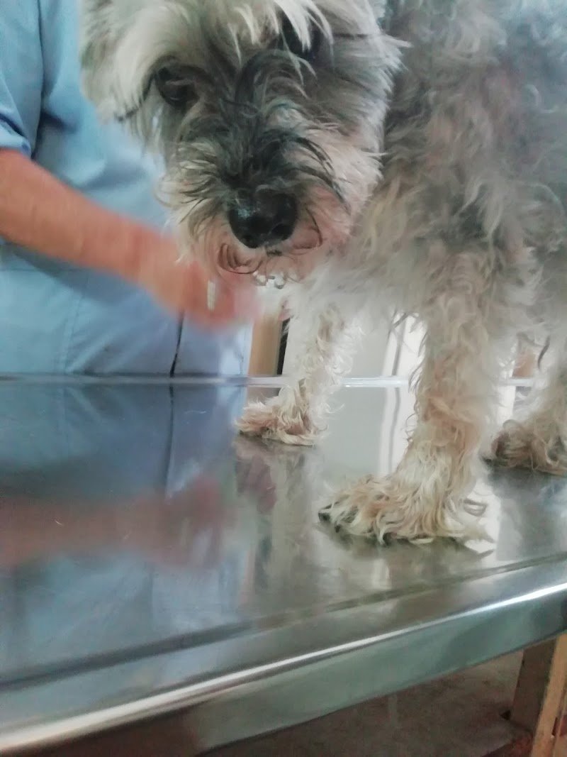 Veterinaria Lugano