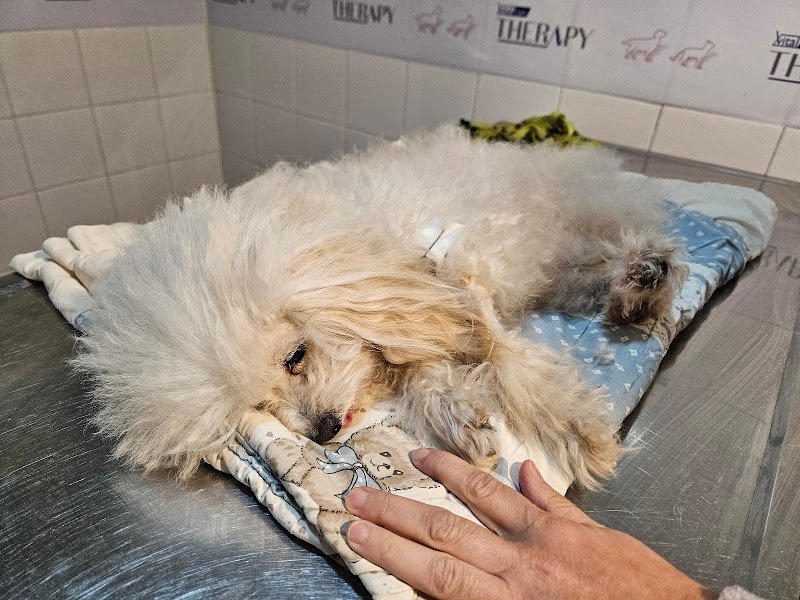 HOCICOS VETERINARIA PET SHOP