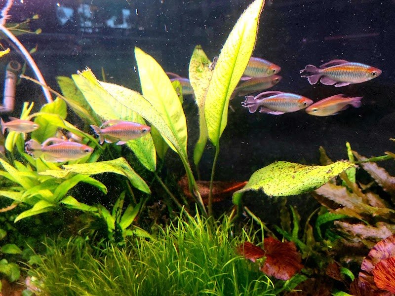 Acuario Oasis