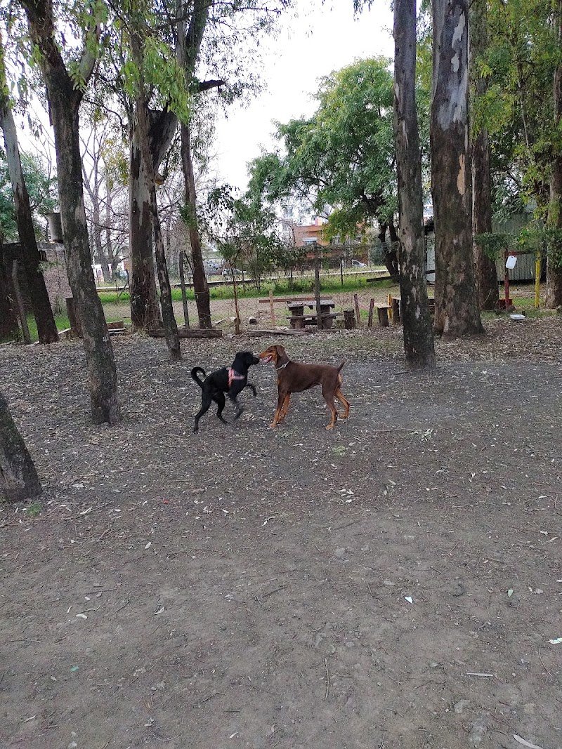 Plaza de perros