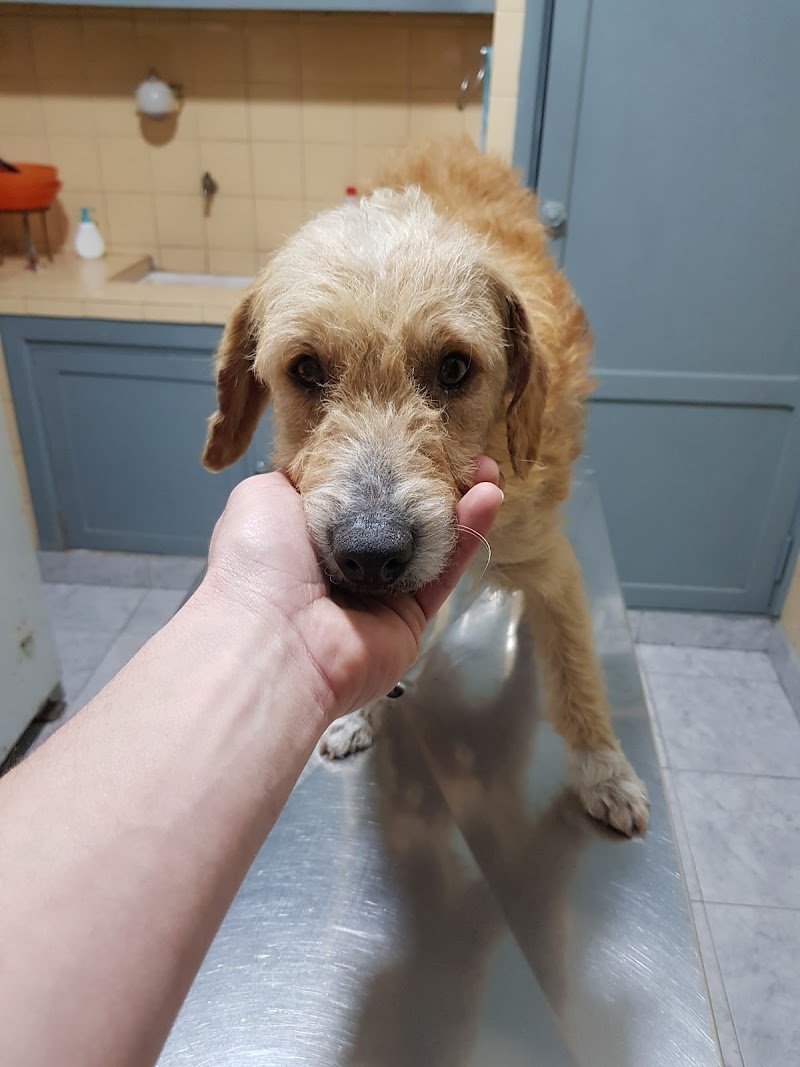 Clínica Veterinaria Av 53