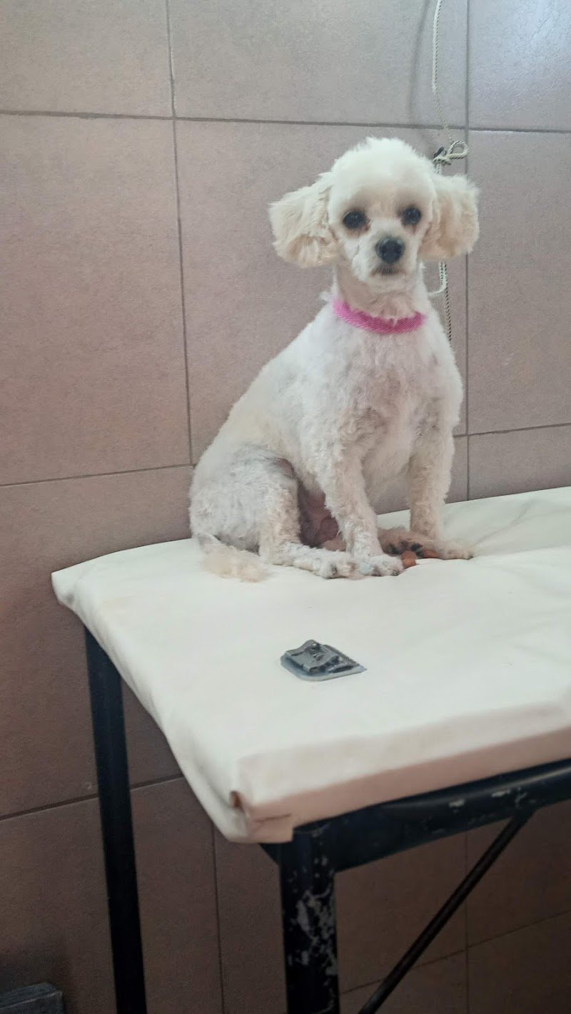 Peluqueria Canina Gemma