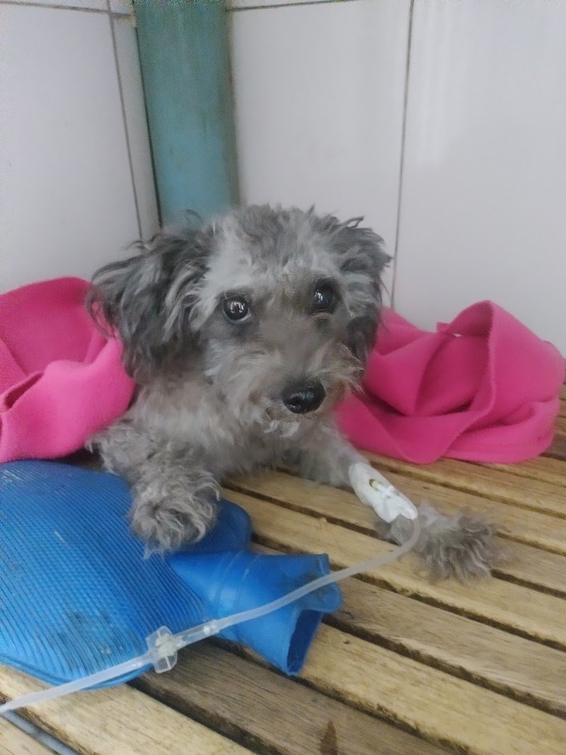 Veterinaria El Indio : Clinica y Cirugias en general , Pet shop y Alimentos