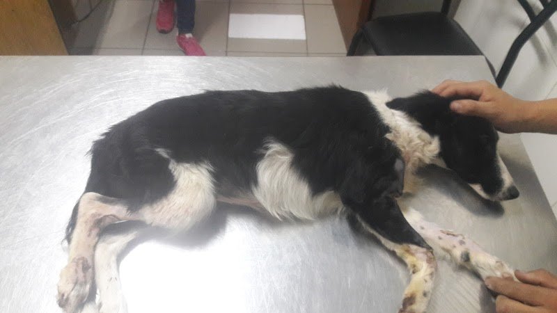 Veterinaria La Granja