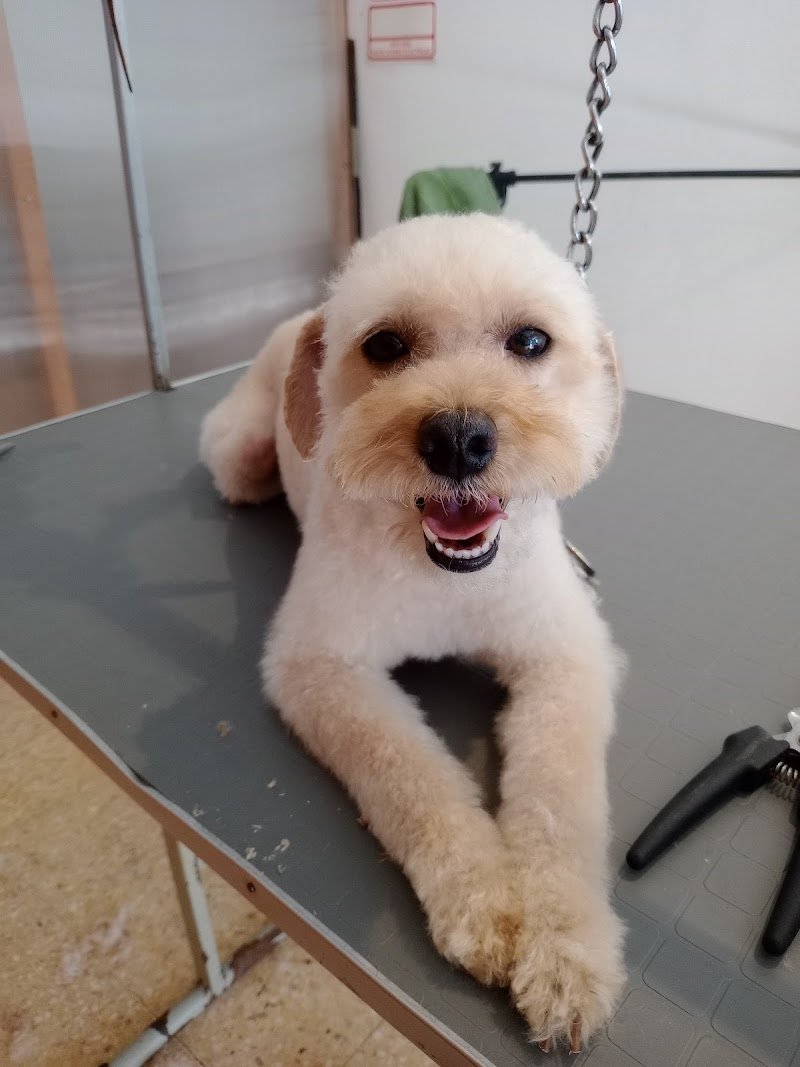 OH MY DOGS peluqueria canina