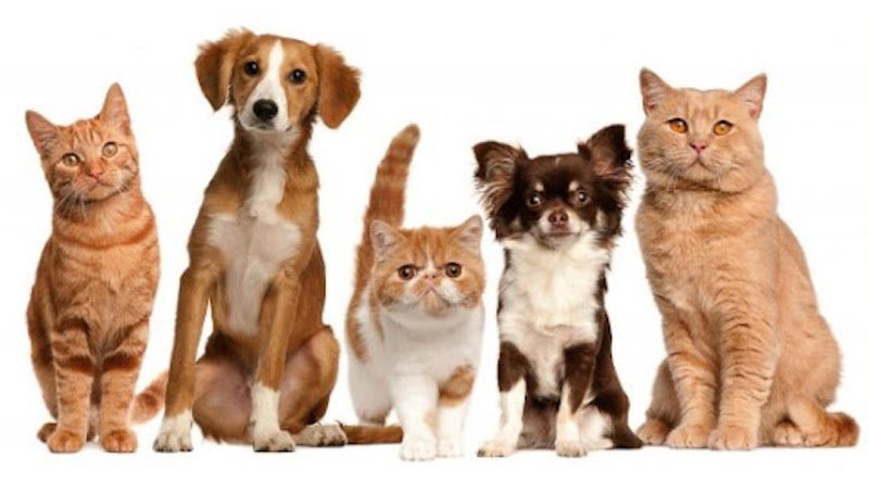 Consultorio Veterinario Osomag