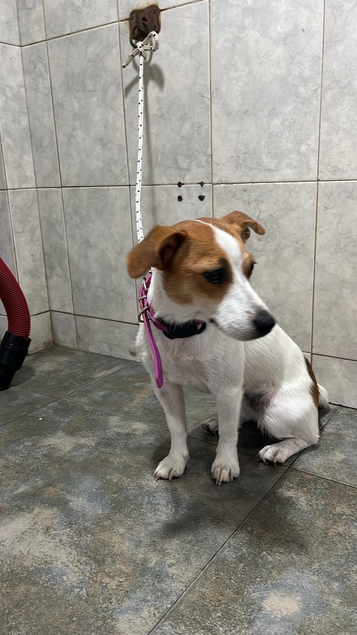 Veterinaria Dorothy