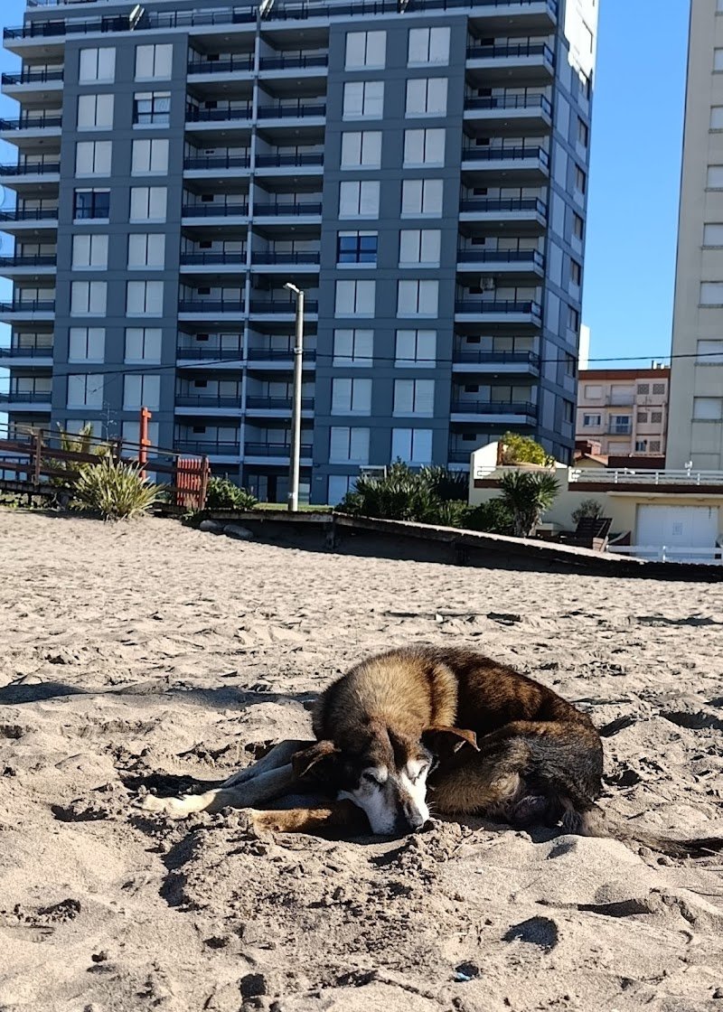 Veterinaria Norte Pro Plan