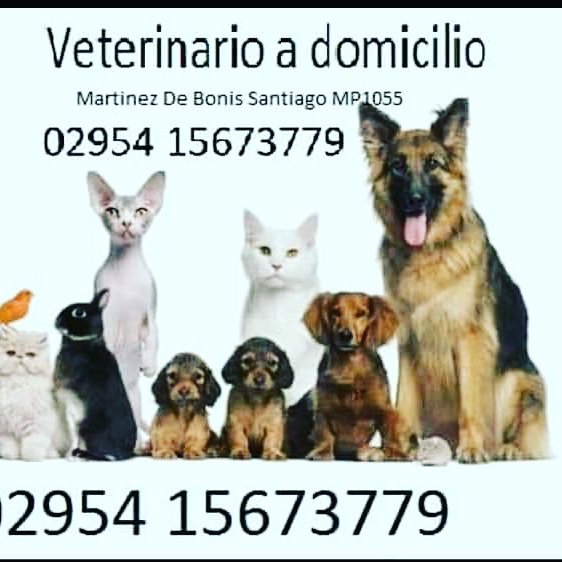 Veterinario A Domicilio 15673779