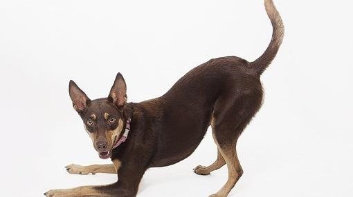 VETERINARIA CORRIENTES