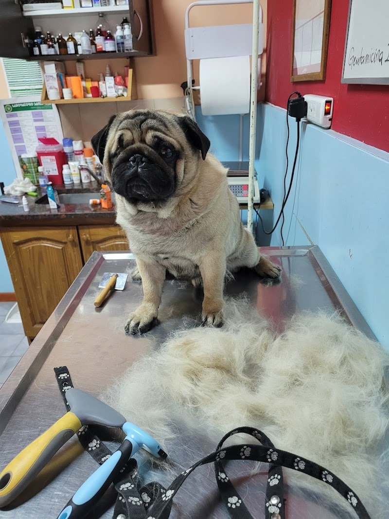 Veterinaria Vocación Animal. Urgencias 15736809