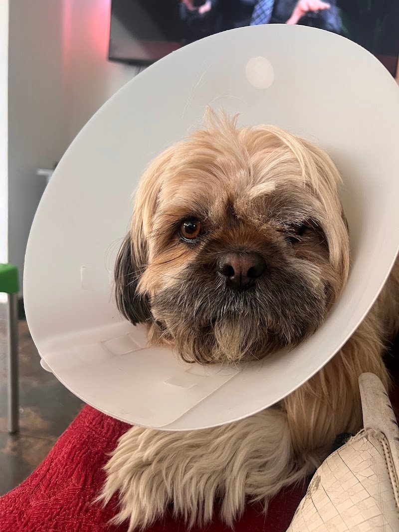 Clínica Veterinaria Seres | Cirugía y Traumatología de Mascotas