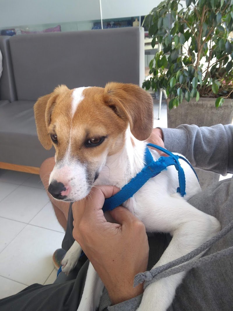 MAC Medicina Animal Córdoba