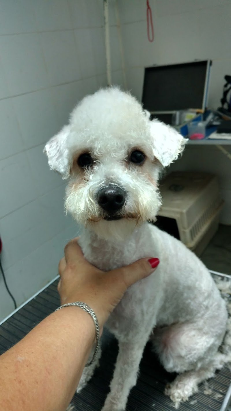 Hospital Animal Dr. Cossia