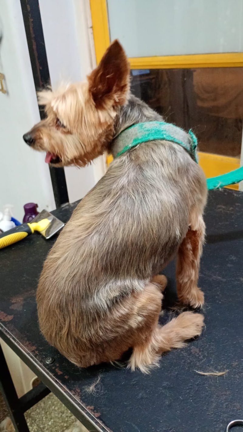 Mi Pelu Favorita - peluqueria canina