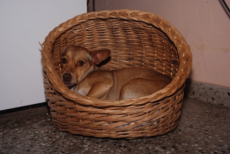 Veterinaria Parque Field
