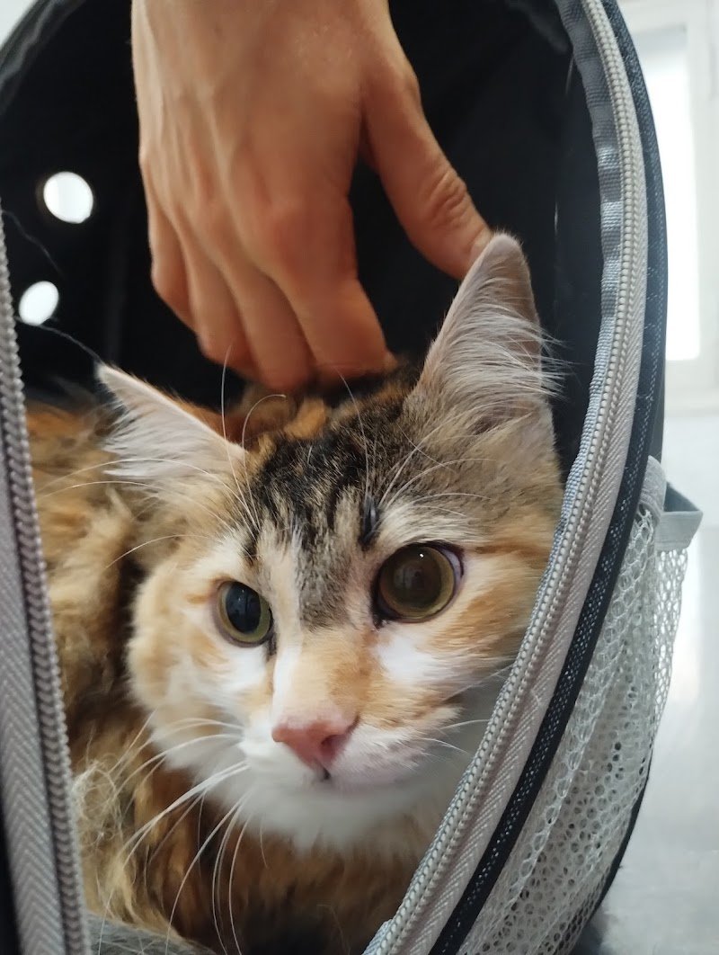 Clínica Veterinaria Sur
