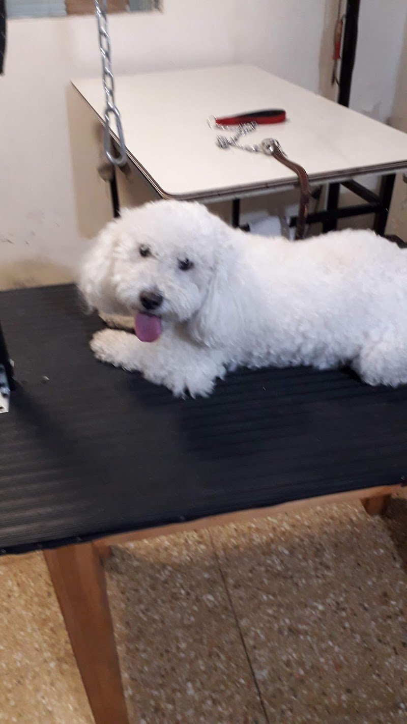 Veterinario Dr. Mario Faiman