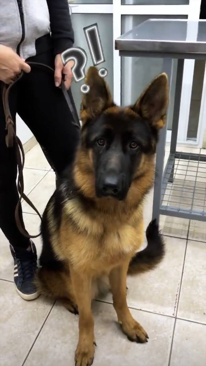 Clínica Veterinaria Sandaza