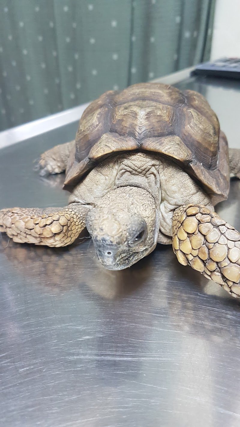 Veterinaria "Vidas"