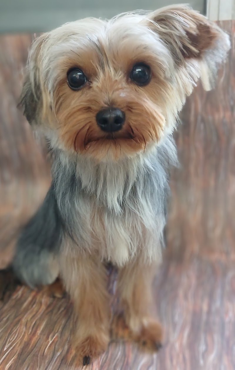 Clínica Veterinaria San Roque - M V Ezequiel Gerbaudo
