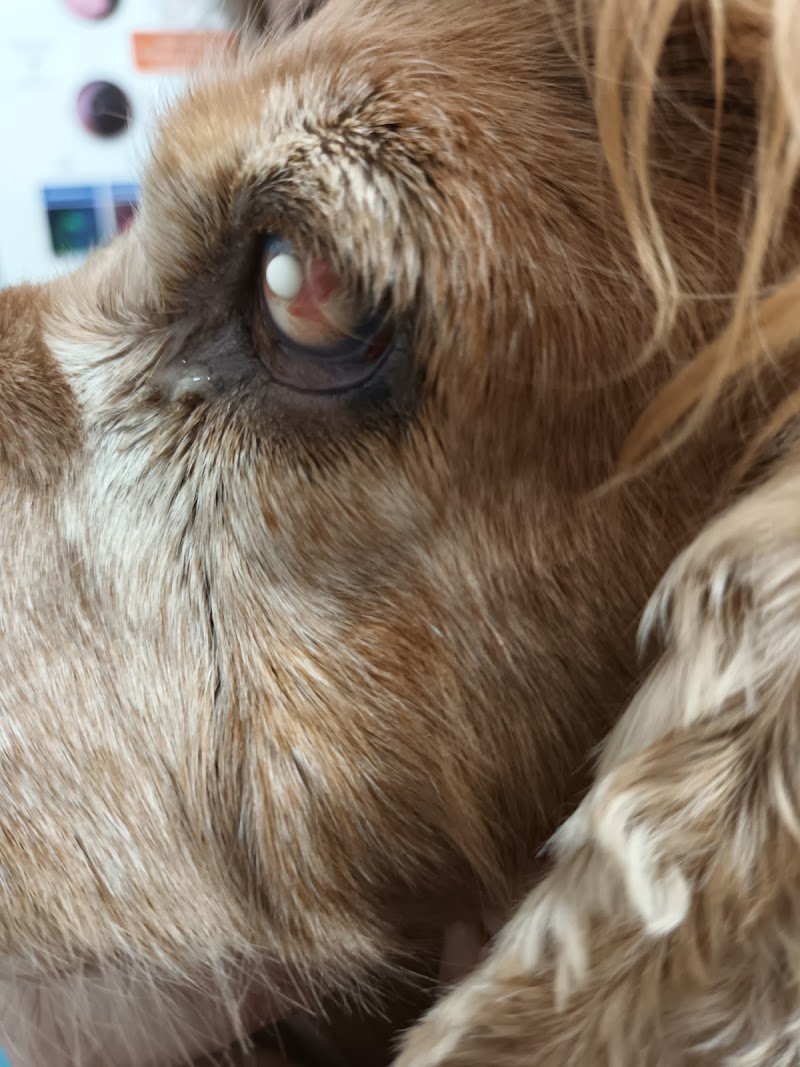 Clínica Veterinaria Binci