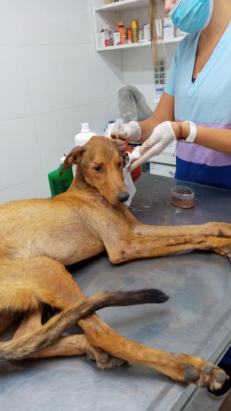 Clinica Veterinaria Avenida