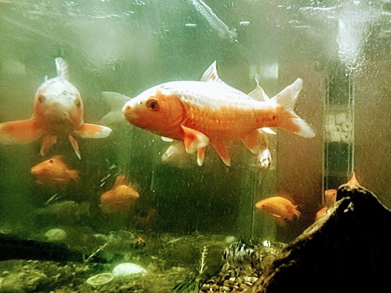 Acuario paraná