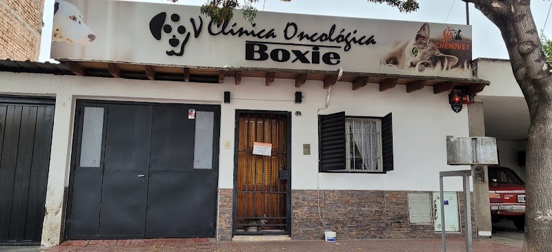VETERINARÍA ONCOLOGICA BOXIE