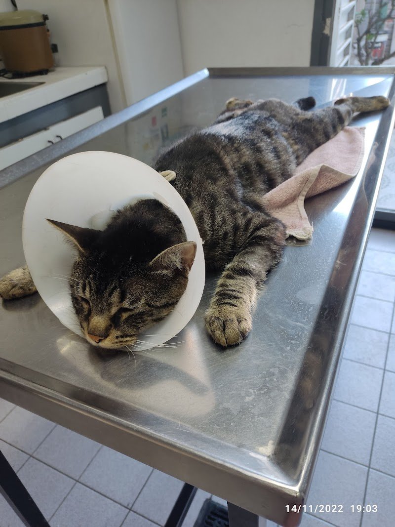 VETERINARIA PASTEUR