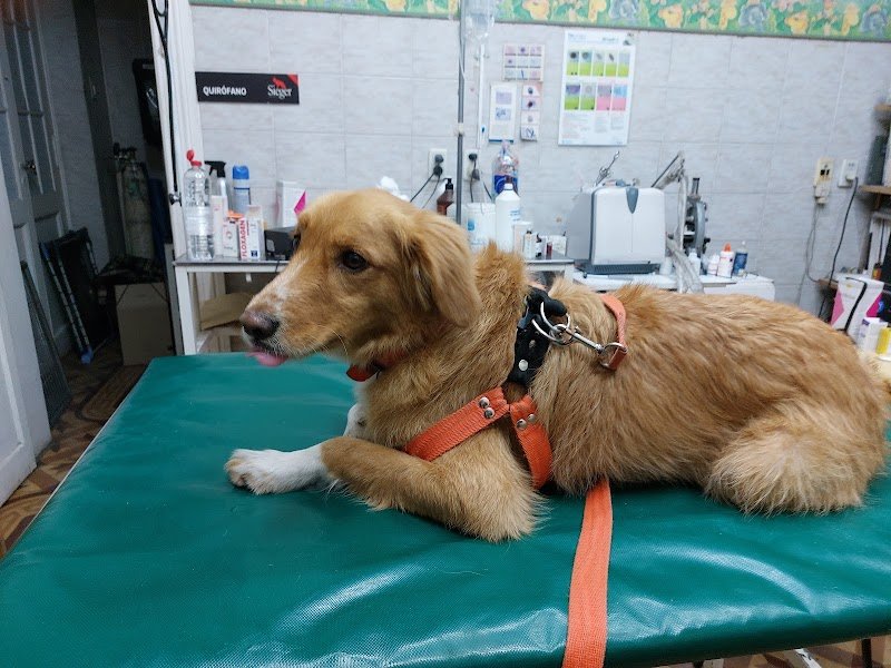 VETERINARIA TOP LEVEL