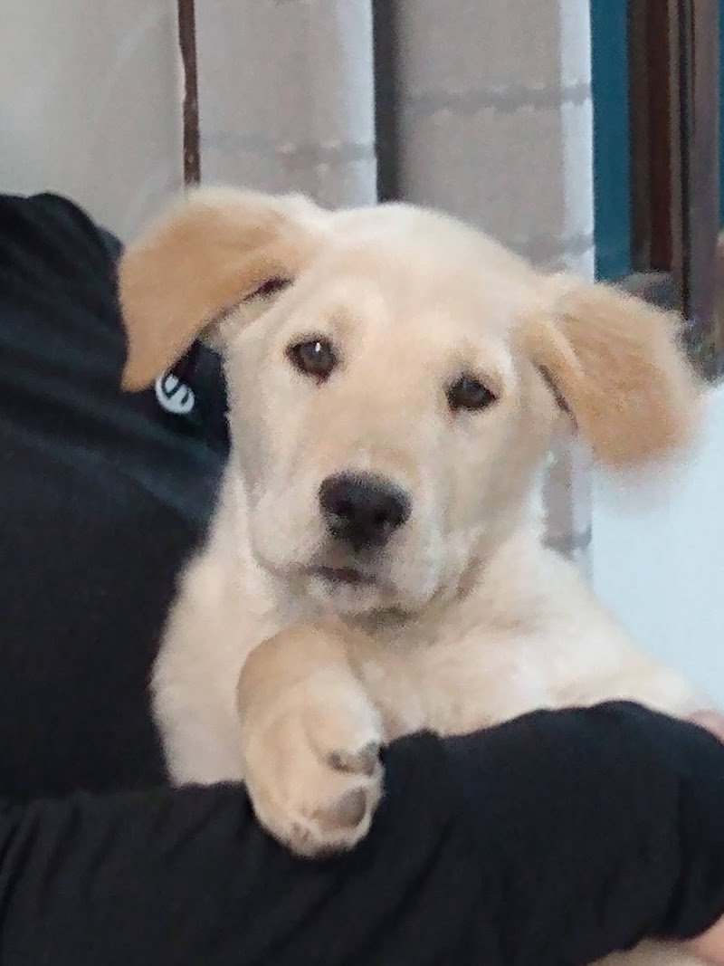 CLÍNICA VETERINARIA HUINCA de Mario Lombino