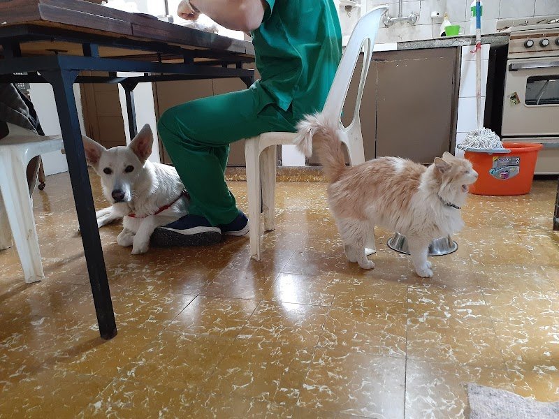 Cumelén veterinaria