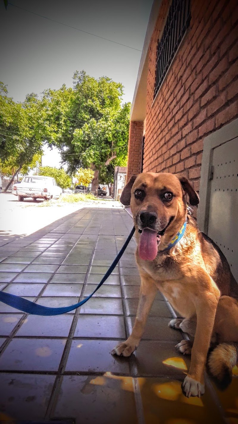 Laboratorio Veterinario - Dra Natalia Herrera Manrique