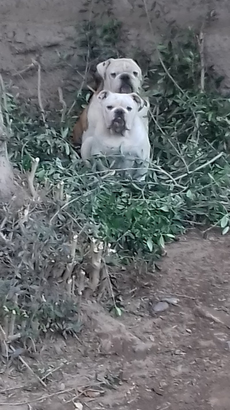 El Arca