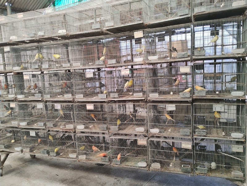 El Cimarron - Plantas y Aves