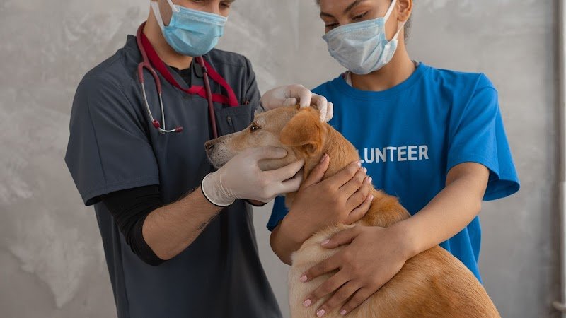Veterinaria Clinica Dr Ricardo Lavanchy