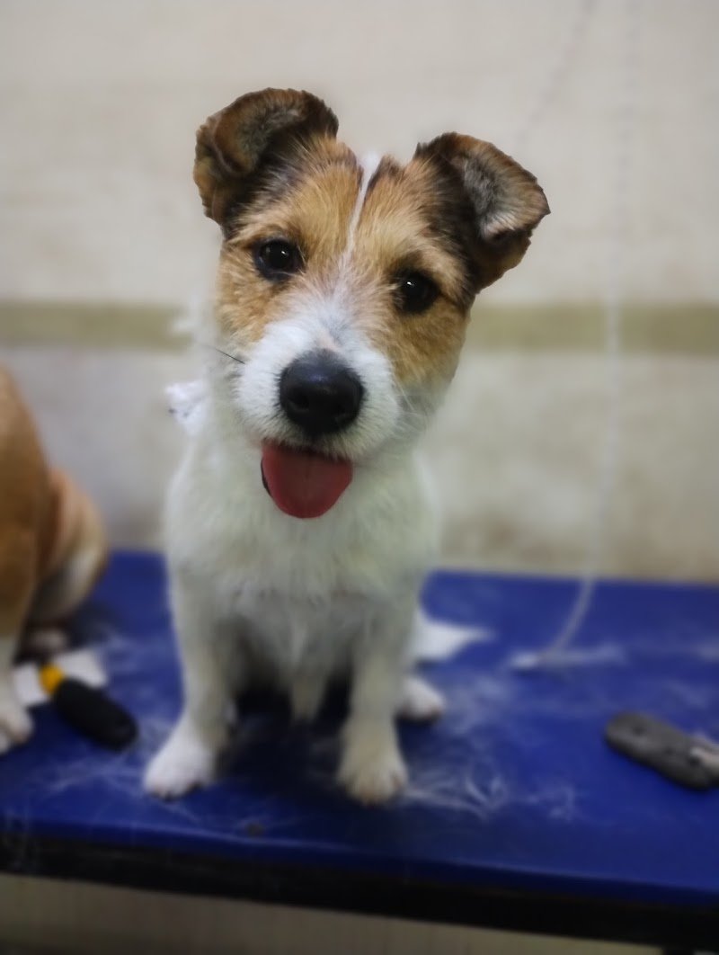 Milán Mascotas (Pet shop & peluquería canina )