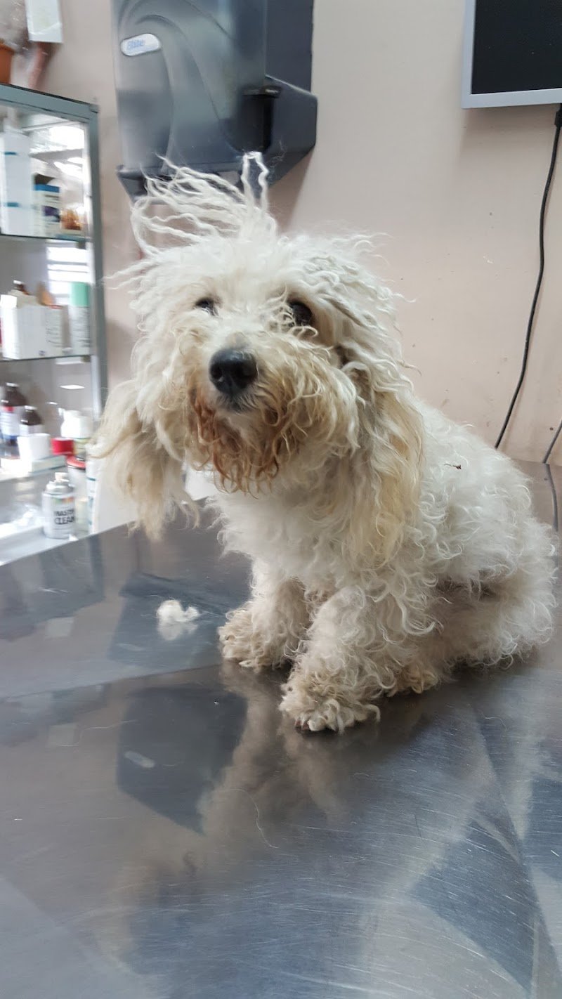 Veterinaria Y Chau Picho