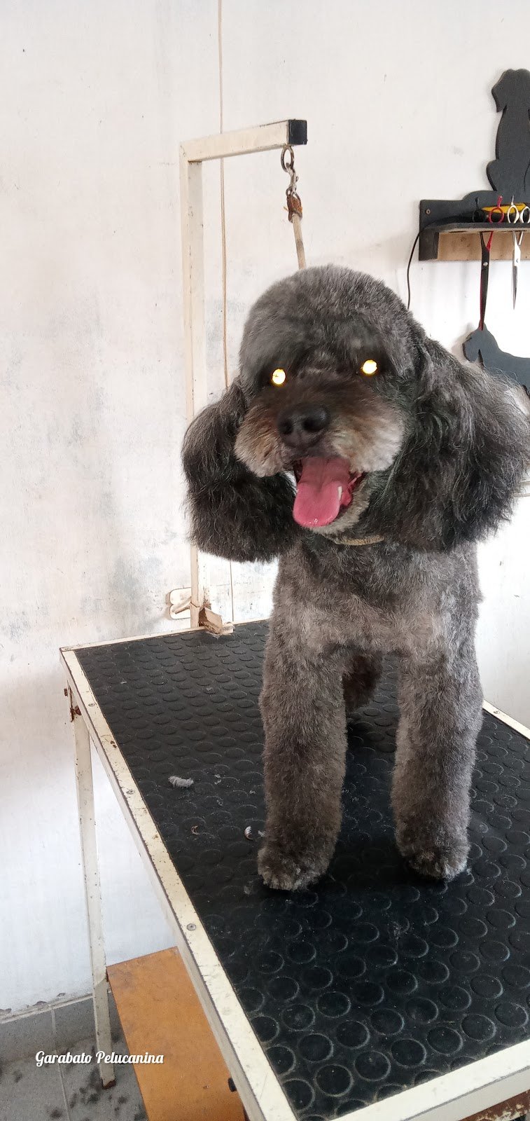 Peluquería Canina Garabatos